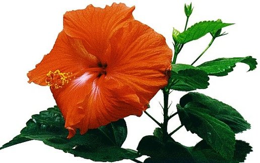 Picture Of Hawaii State Flower Clipart - Free to use Clip Art Resource