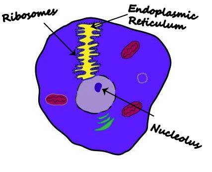 Ribosomes Cell Diagram & Ribosomes Function Ribosomes Structure ...