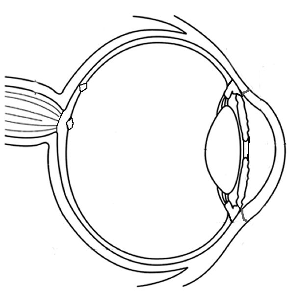 Human Eye Diagram | Anatomy, Human ...