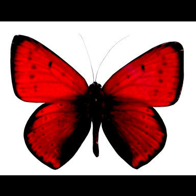 Black And Red Butterflies - smart reviews on cool stuff.