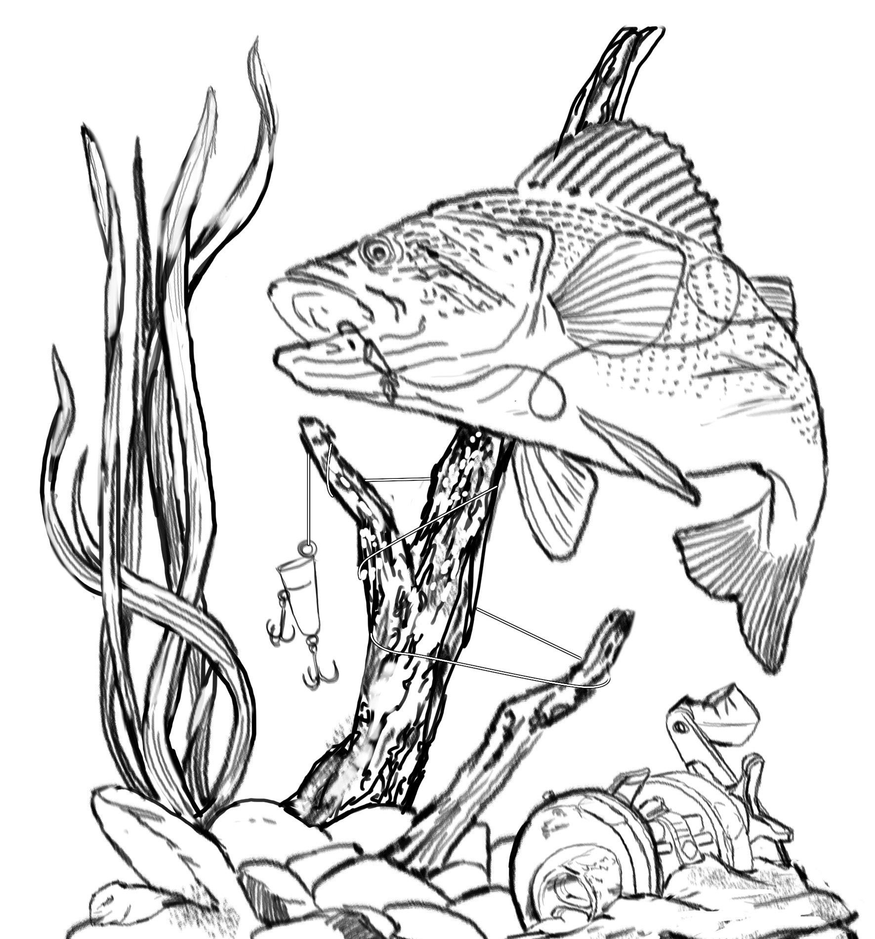 Bass Fish Png - ClipArt Best