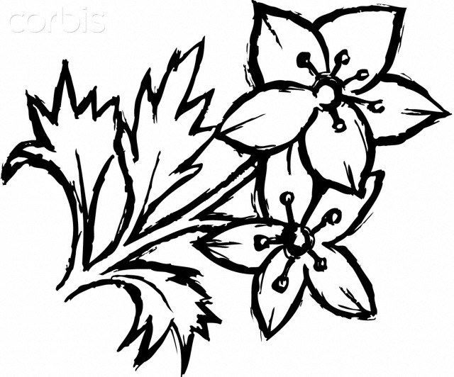 A black and white drawing of flowers - 42-26216766 - Royalty-Free ...