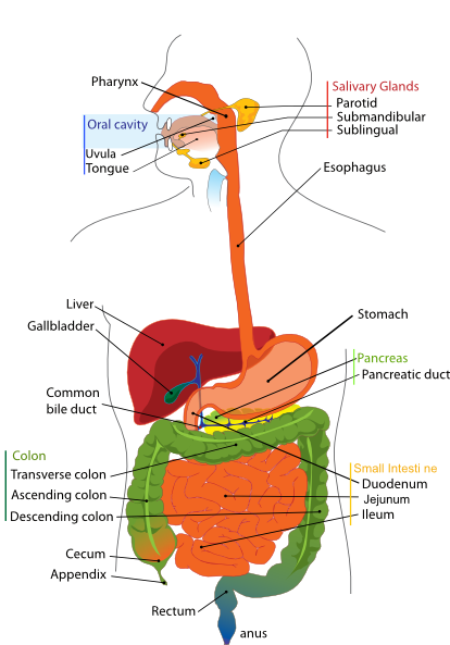 Digestive System Diagram En clip art - vector clip art online ...