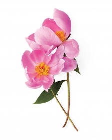 Peony Pointers - Recipes, Crafts, Home Décor and More | Martha Stewart