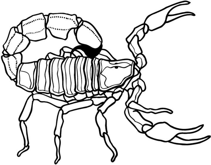 Scorpio #27 (Animals) – Printable coloring pages