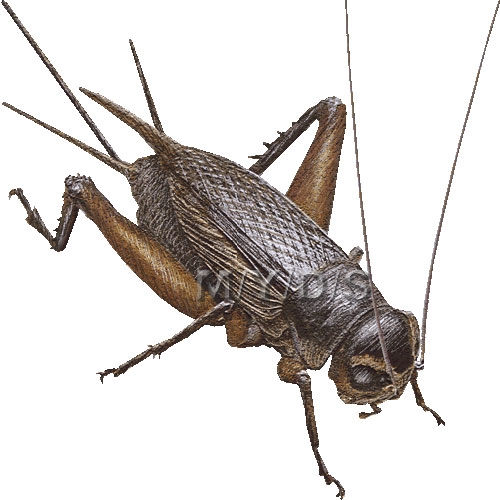 Cricket bug clipart