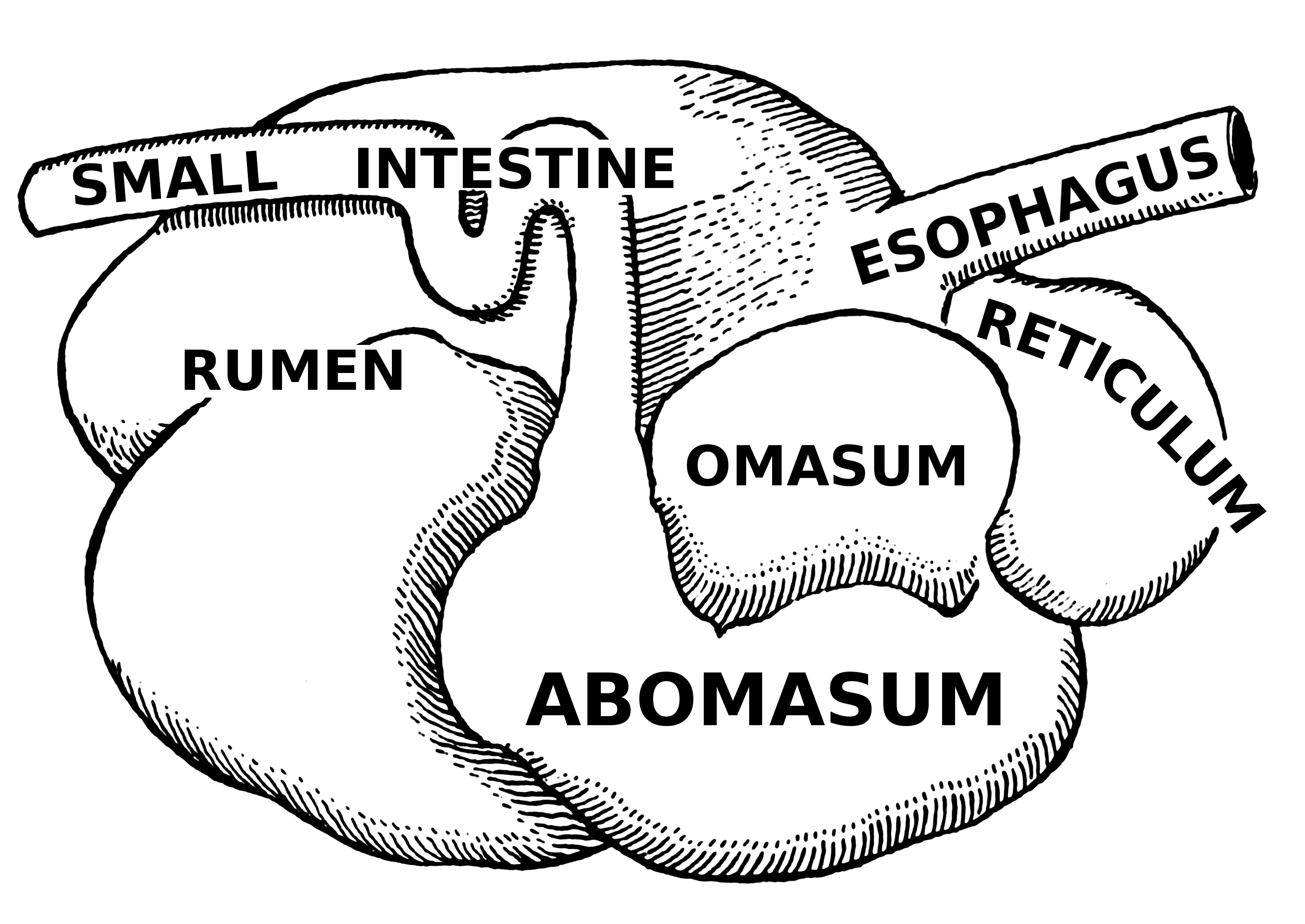 Ruminant Digestive System ClipArt Best Ruminant Digestive System ClipArt Best
