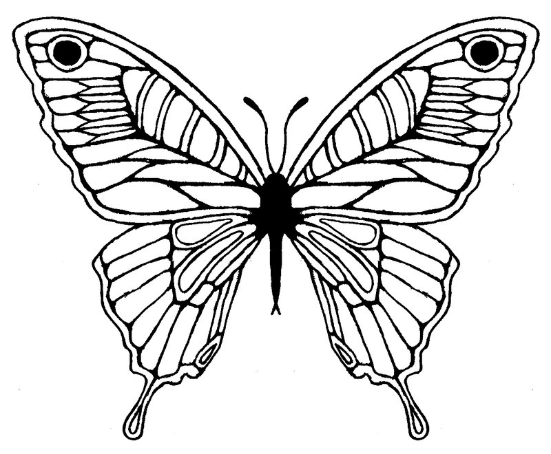 Butterfly Wings Design - ClipArt Best
