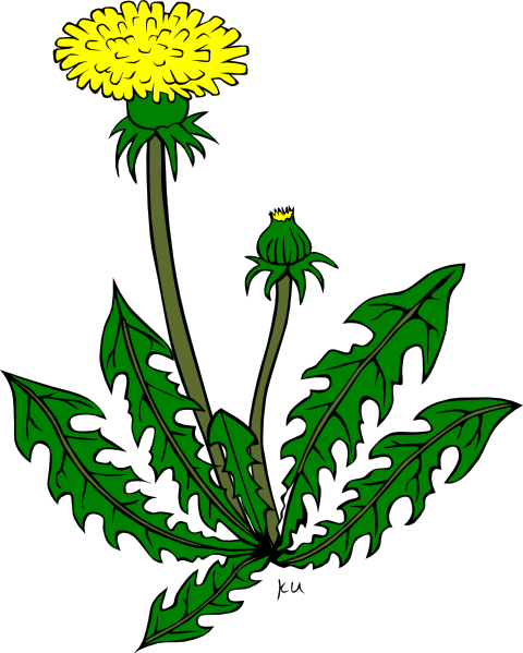 Flower Dandelion Clip Art - vector clip art online ...