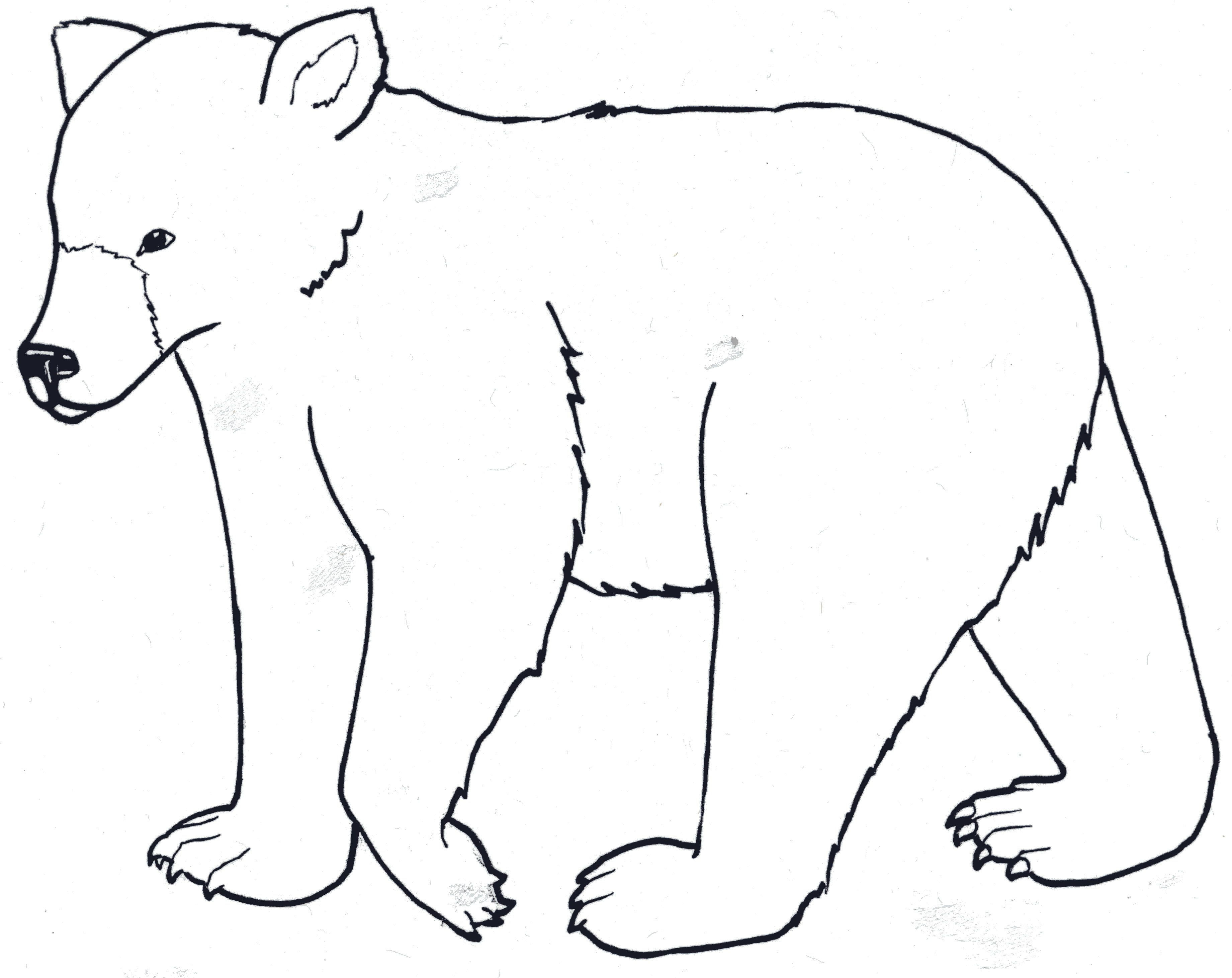 bear-outline-clipart-best