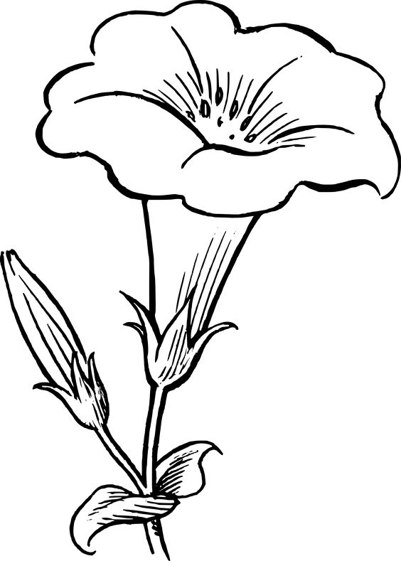 White flowers, Free clipart images and Black