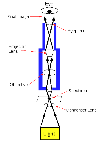 DIAGRAM OF COMPOUND MICROSCOPE Â« Optics & Binoculars