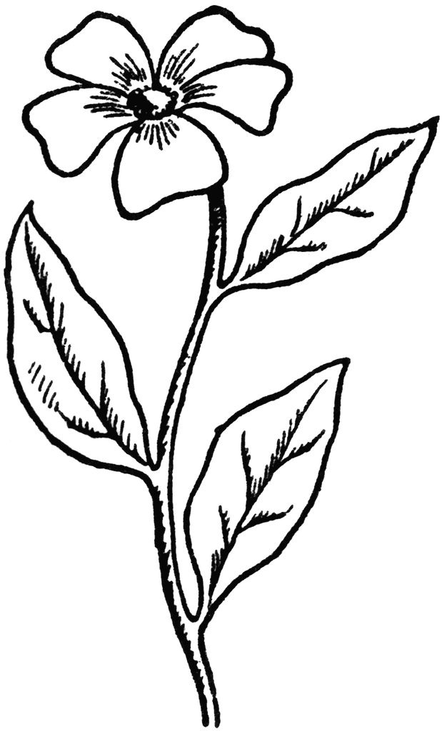 Simple Flower Drawings within 900 x 888 jpeg 74kB Easy To Draw ...