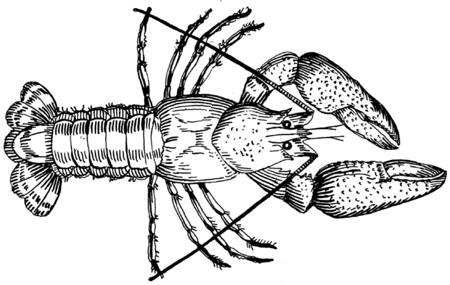 Crawfish Drawing - ClipArt Best