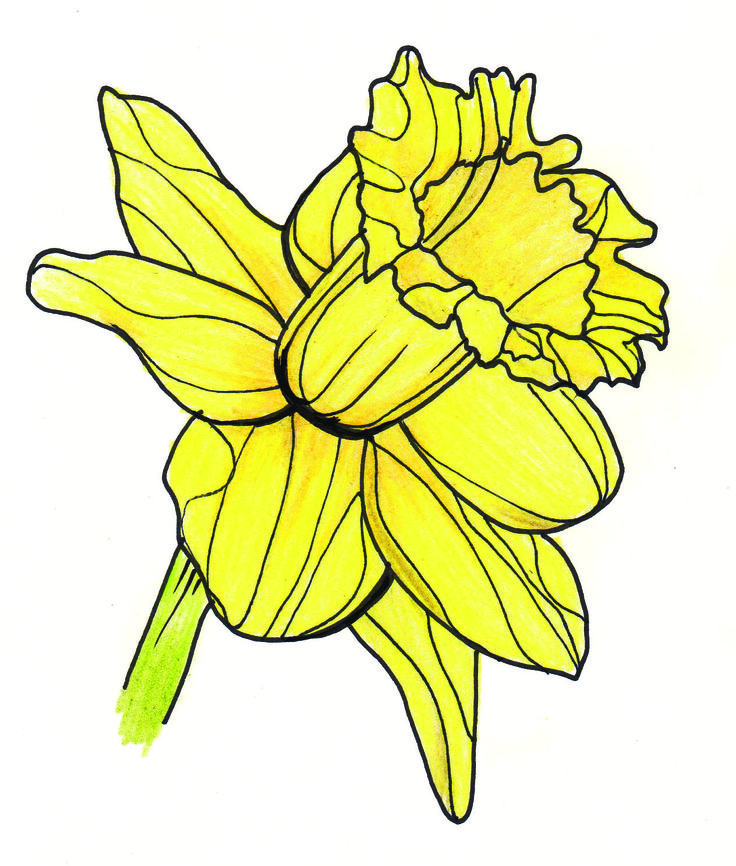 Line Drawing - Flowers - Daffodil Yellow | Angels | Pinterest ...