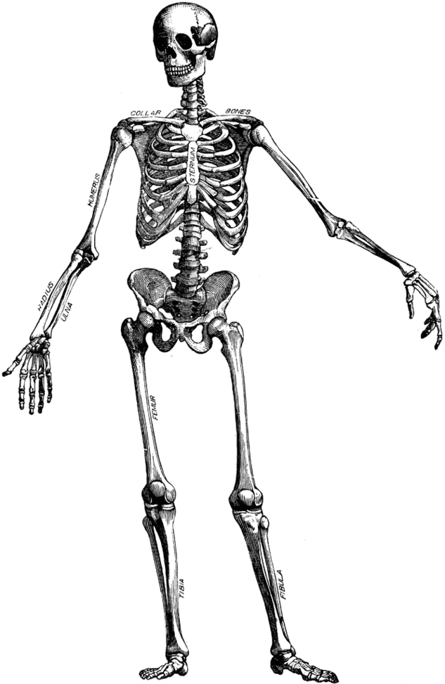 Human Skeleton Diagram Without Labels Clipart - Free to use Clip ...