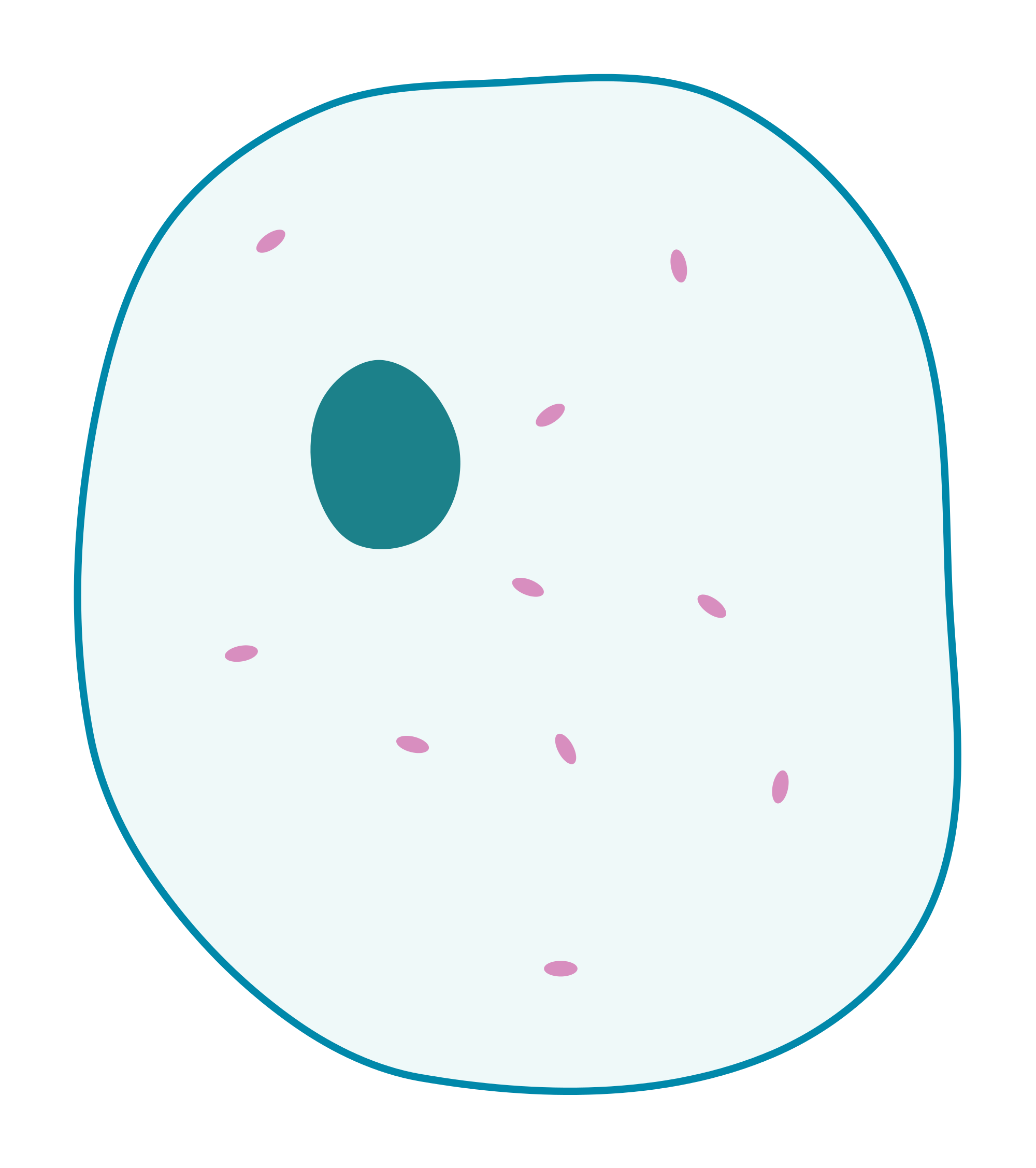 File:Simple diagram of animal cell (blank).svg
