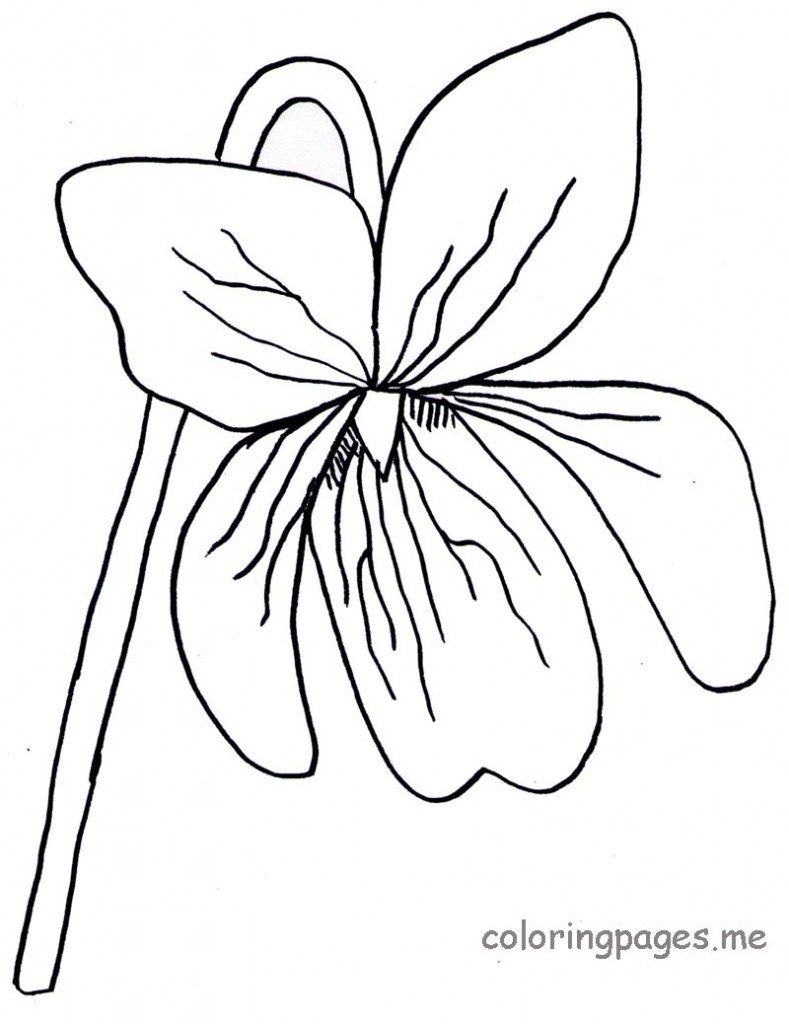 Violet Flower Coloring Page | Free Coloring Pages to Print