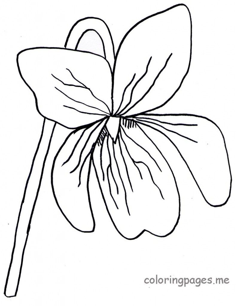 Violet Flower Drawing - ClipArt Best