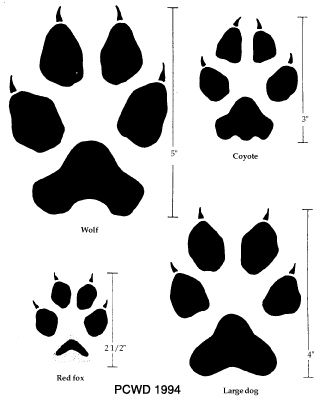 1000+ images about Paw Prints