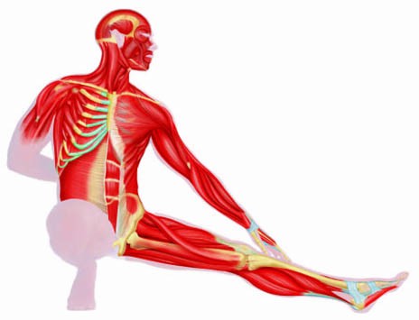 Body Muscles Clipart