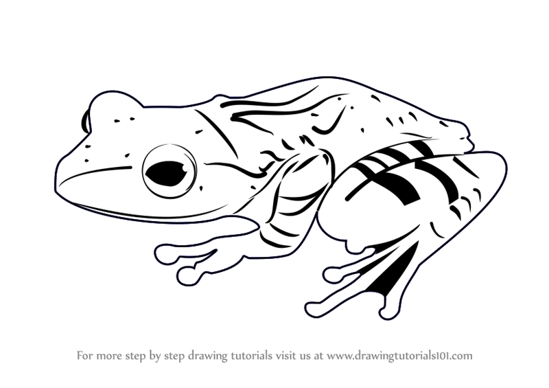 Learn How to Draw a Frog (Amphibians) Step by Step : Drawing Tutorials
