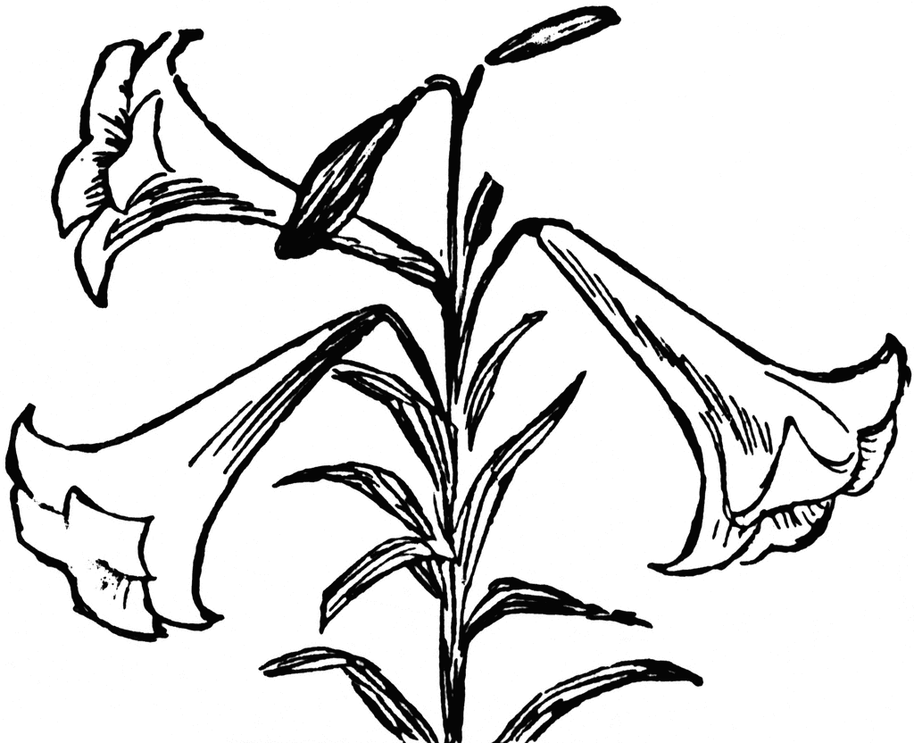 Easter lilies clipart drawing