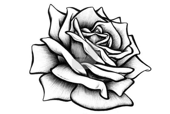Rose Sketch - Dr. Odd
