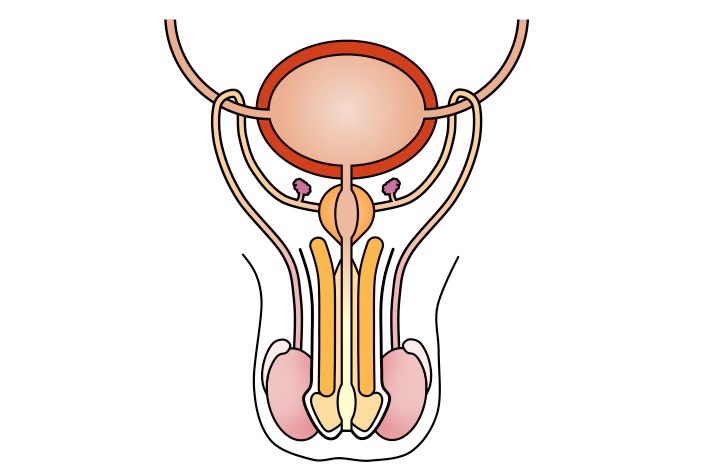 Male Reproductive System | BioNinja