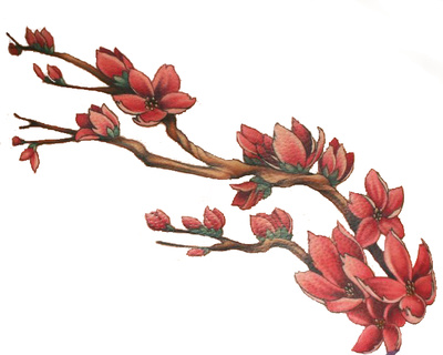 Cherry Blossom Branch Clipart Flower Tattoo | Just Free Image Download
