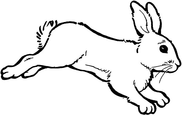 Hopping Bunny Coloring Pages for Kids | Kids Play Color