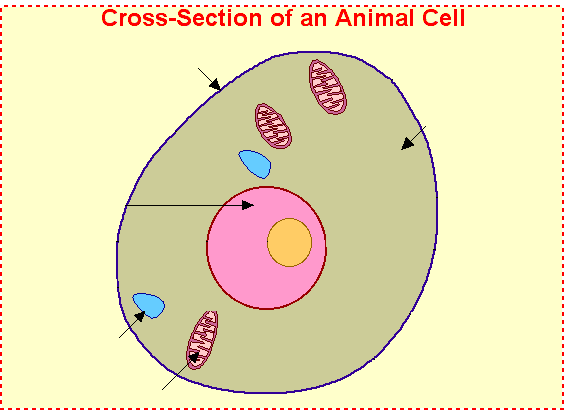 Cells And Classification  - Lessons - Blendspace