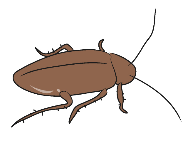 Cockroach image clipart