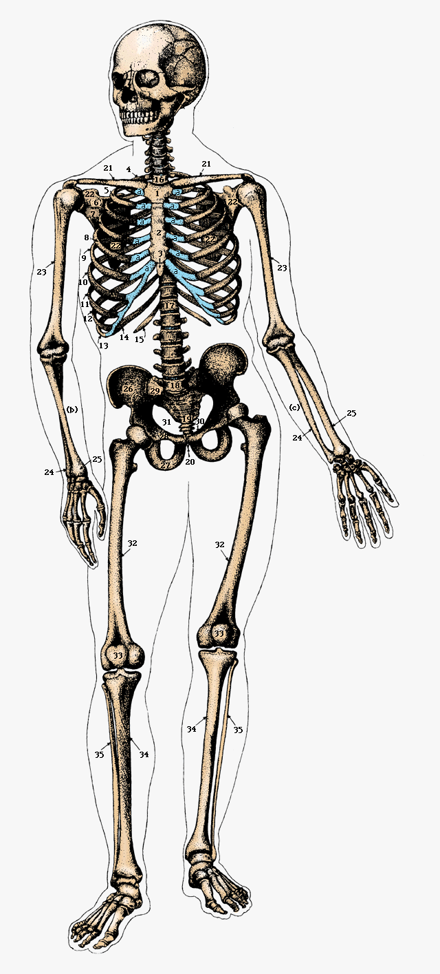 clip art of human skeleton - photo #34