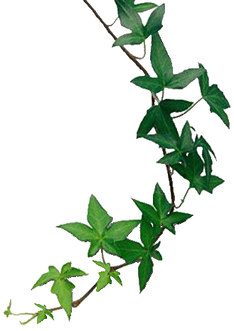 Ivy Png - ClipArt Best