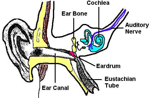 Image Of The Ear | Free Download Clip Art | Free Clip Art | on ...