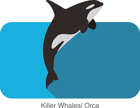 Killer Whale Clip Art, Vector Images & Illustrations