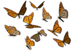Monarch Butterfly Clipart PNG