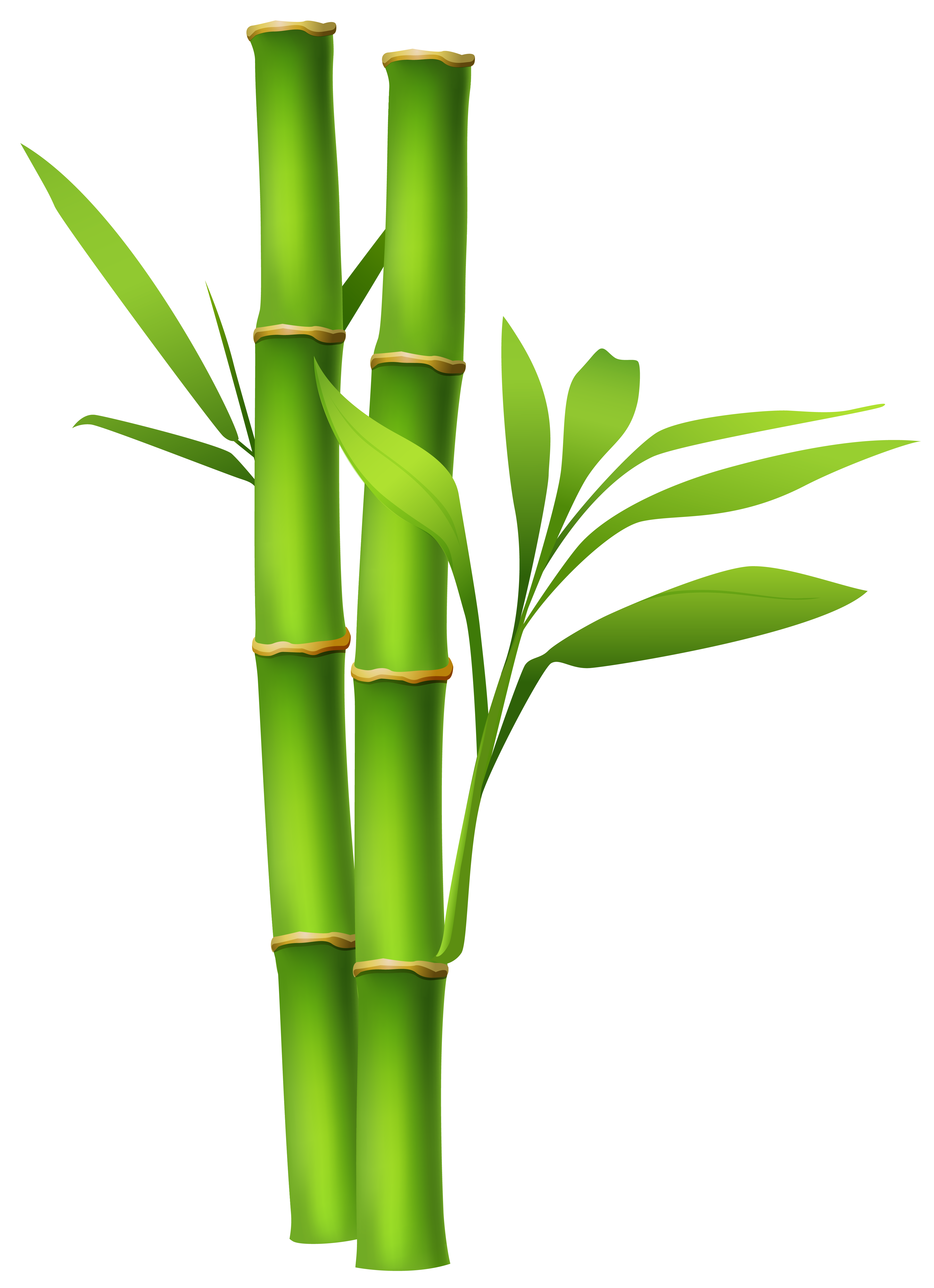 Bamboo Clipart - Tumundografico