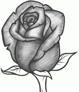 How to Sketch a Rose - Snapguide