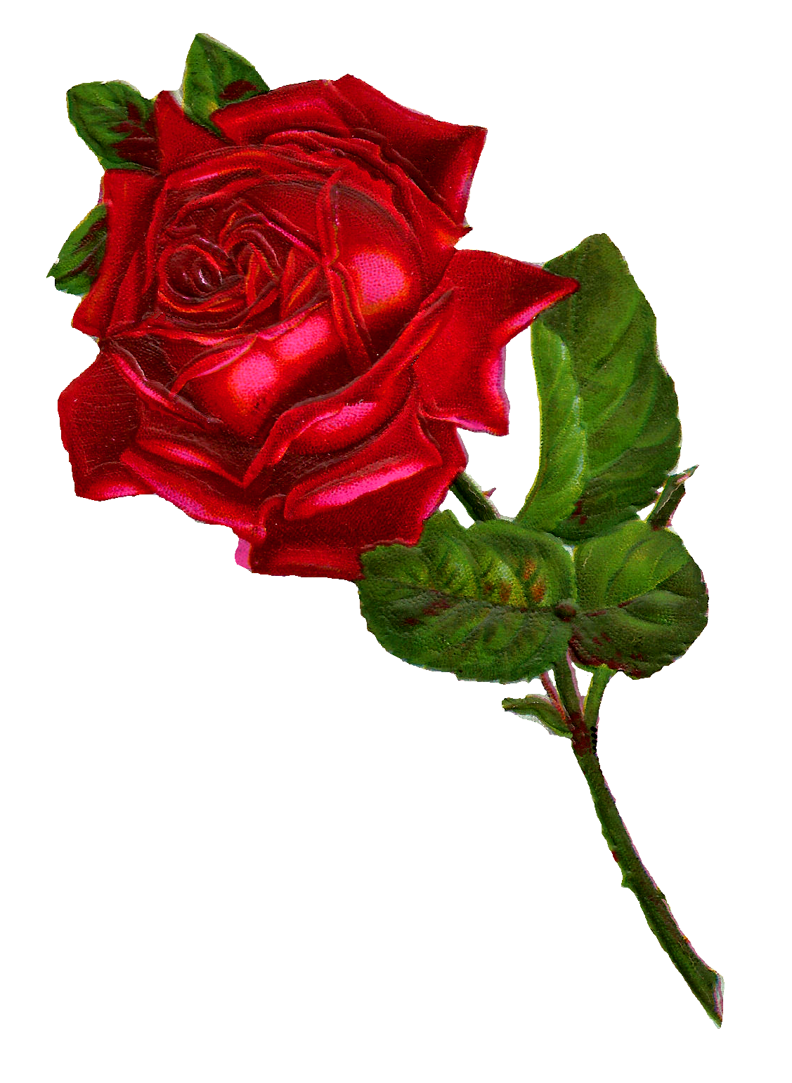 Antique Images: Stock Red Rose Digital Clip Art