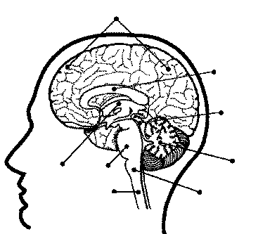 Brain Diagram Worksheet Answers - Intrepidpath