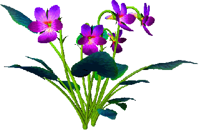 Flowers Gif Animated Gifs Animations Images Pictures