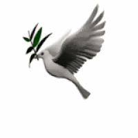 Dove With Olive Branch Pictures, Images & Photos | Photobucket