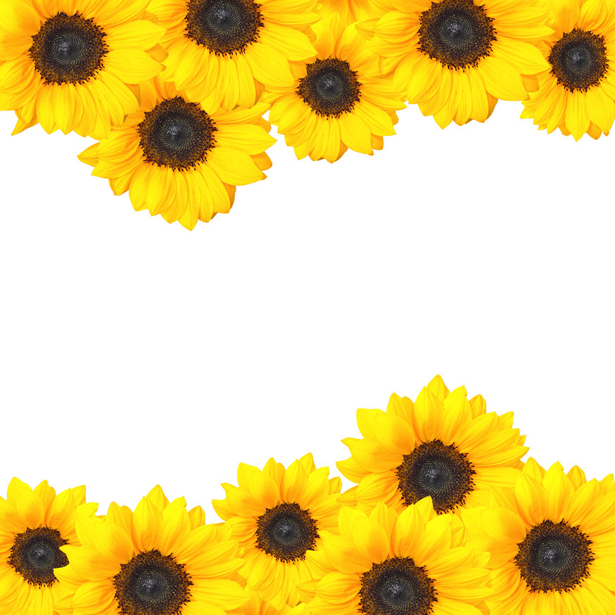 Sunflower border design | Free Pictures & Stock Photos | Wild Retina