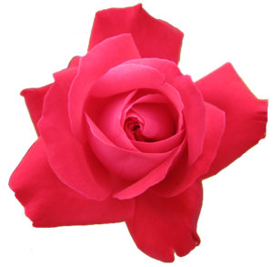 Red Rose Transparent Isolated image - vector clip art online ...