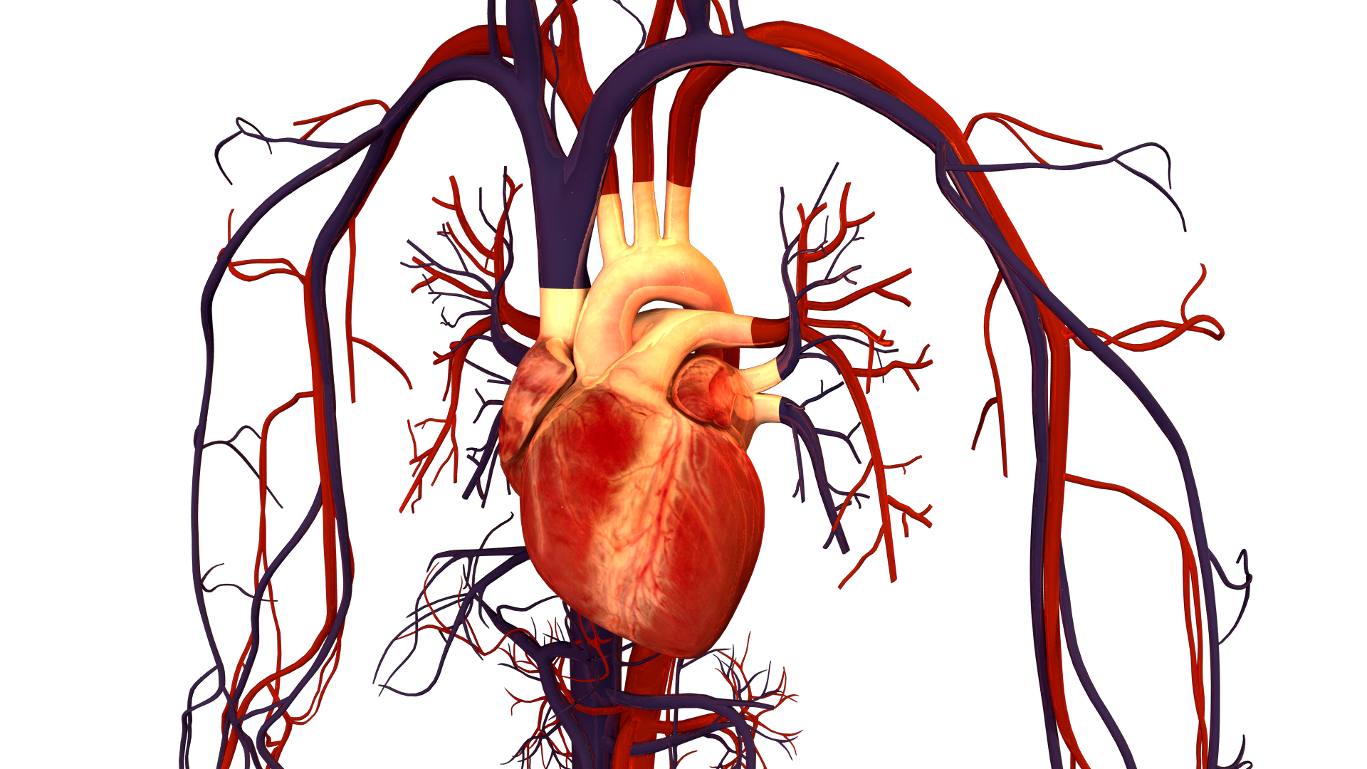 Circulatory System Drawing Kids