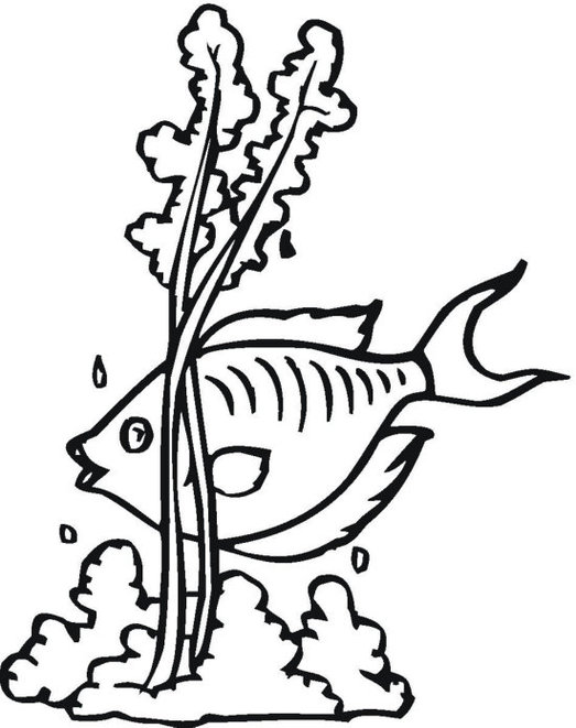 Seaweed Coloring Pages Clipart - Free to use Clip Art Resource