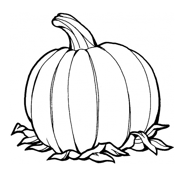570 views Pumpkin Line Drawing