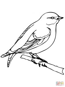 Wren And Yellow Jessamine South Carolina Download Coloring Page ...